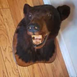 Taxidermy Bear Wall Mount