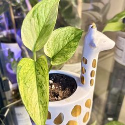 Variegated Scindapsus In Giraffe Ceramic Pot