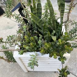 White squared planter with assorted succulents