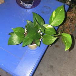 Philodendron