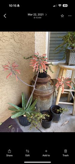 Aloe Vera Maculata