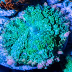 Fake Frankie Mushroom Coral