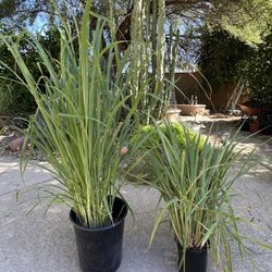 Lemongrass (limon de te) 40” & 24”