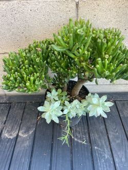 Hermosa planta y Succulenta