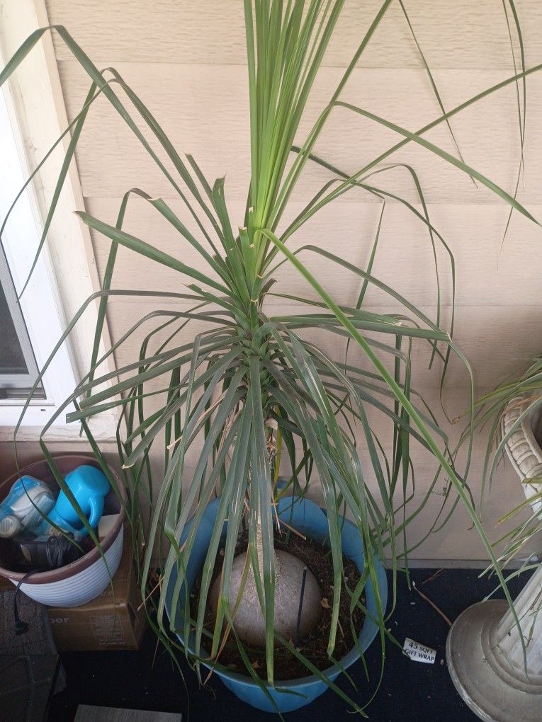 Dracaena Marginita