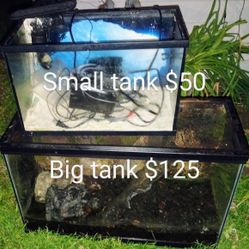 Small Fish Tank And Large Reptile Tank