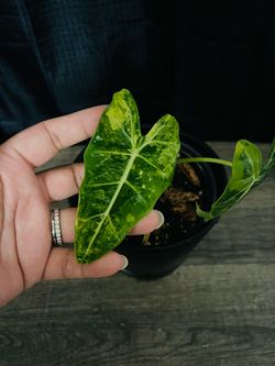 Plants