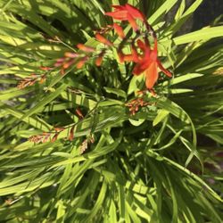 Crocosmia Starts