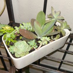 Succulent Assortment