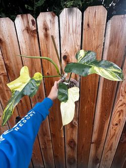 Variegated Philodendron Violin
