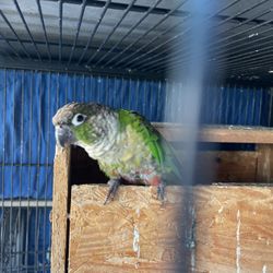 Beautiful  All Inclusive Cage