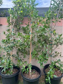 15 gallon Ficus Nitida (Indian Laurel Fig)