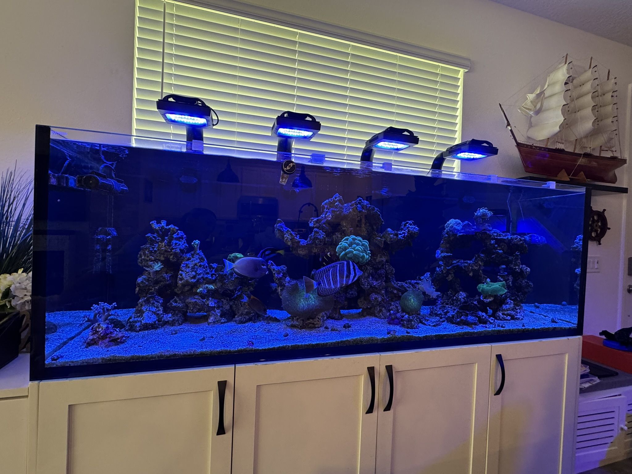 Waterbox Reef 220.6 Gallon Aquarium – Fully Equipped High-End Reefhh Setup