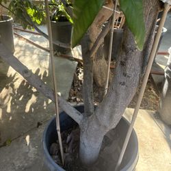 Longan Tree - Thick Trunk