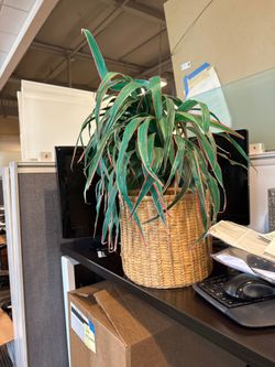 Faux Dracaena Plant in Woven Basket Planter