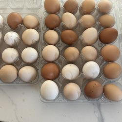 Organic Duck And Chicken Eggs For Sale 😊