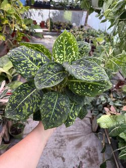 6” dieffenbachia reflector