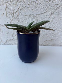Gasteraloe Hybrid