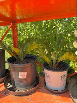Palm tress & Succulents