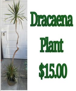 Dracaena Plant