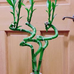 Lucky Bamboo Plants