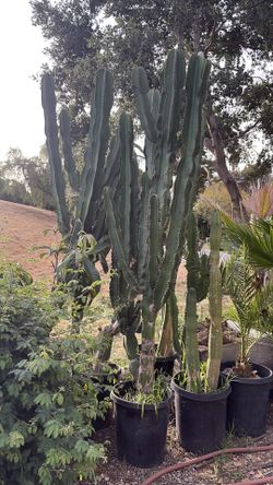 Big cactus 15 gallon pots