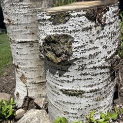 Birch-like Tree Stumps For Plant Base Or Decor 
