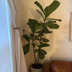 6’ Live Fiddle Leaf Fig Tree