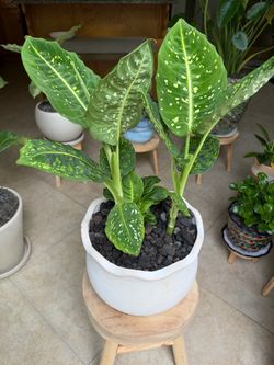 Dumb Cane Houseplant