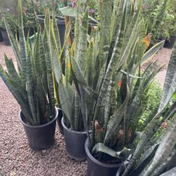 Planta Lengua De Suegra