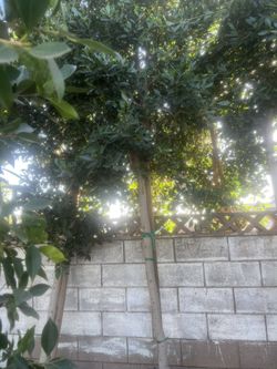 25 Gal 10ft Plus Ficus Tree