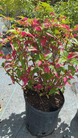 Alternanthera ‘Party Time’ 3-Gallon – Vibrant Pink & Green Foliage – Only $12 