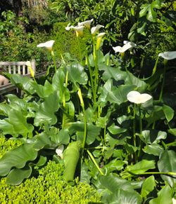 Fundraising Sale--Giant White Calla Lily Plants