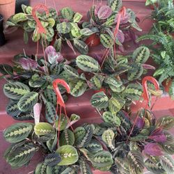 Prayer Plants aka Rabbit Tracks Or Rabbit Foot