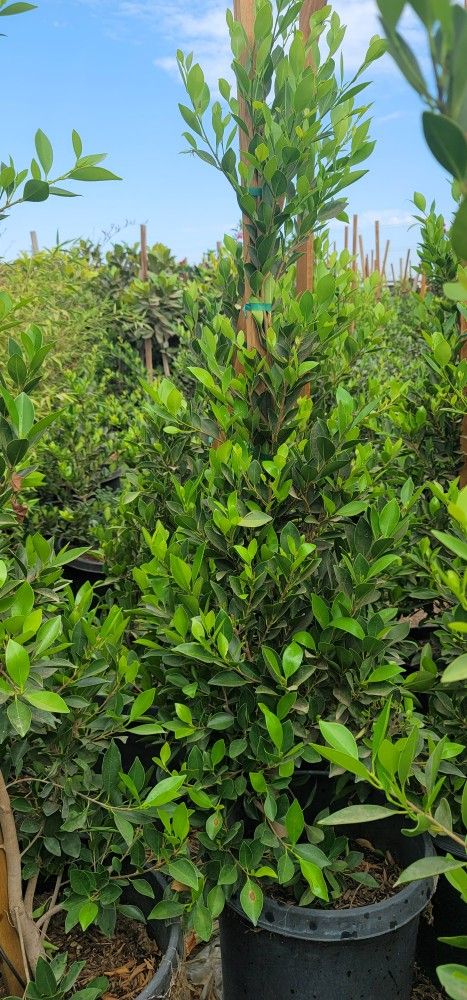 Indian Laurel 