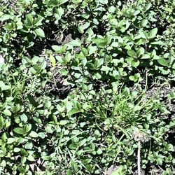 Peppermint Small Plants