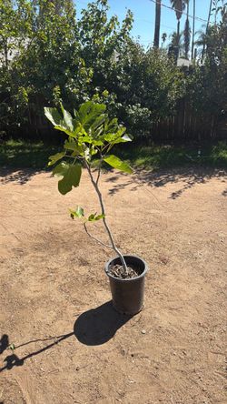 Colonel Litmans Black Cross fig tree