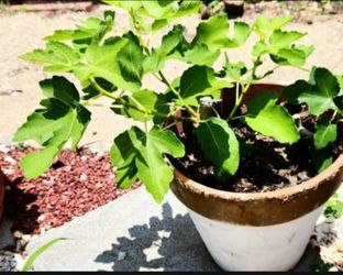 💯 Organic Well Rooted Fig Plant 🪴
