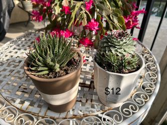 Many Potted Succulents