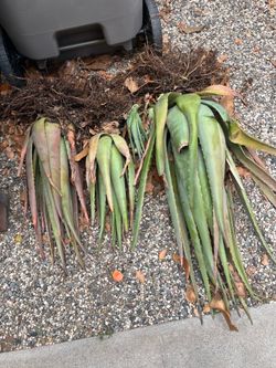 Free pink aloe