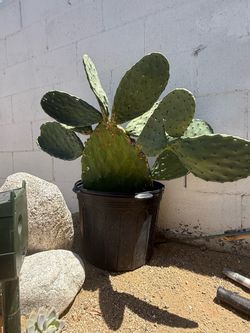 Prickly pear cactus