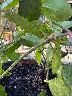 Hoya planta
