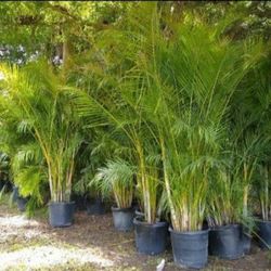 Huge Arecas Over 8 Feet Tall Instant Privacy Hedge For Fence 