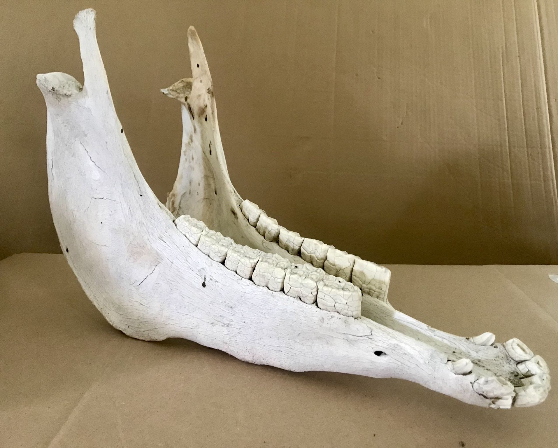 Large Jaw Bone - horse