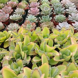 Succulent Plants