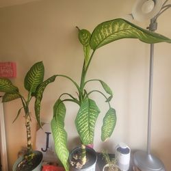 4ft Dumbcane 