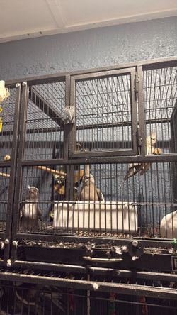 Cages