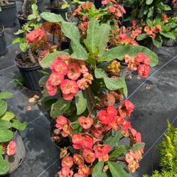 🌸 Plant: Crown of Thorns (Peach)