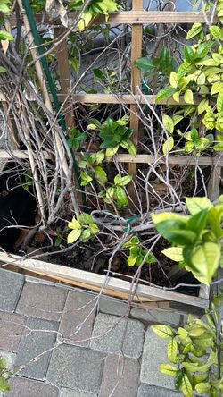 Planter With Jasmine