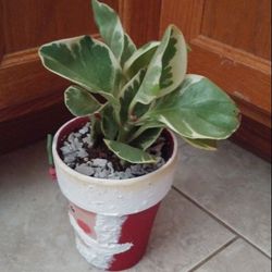 Peperomia house plant